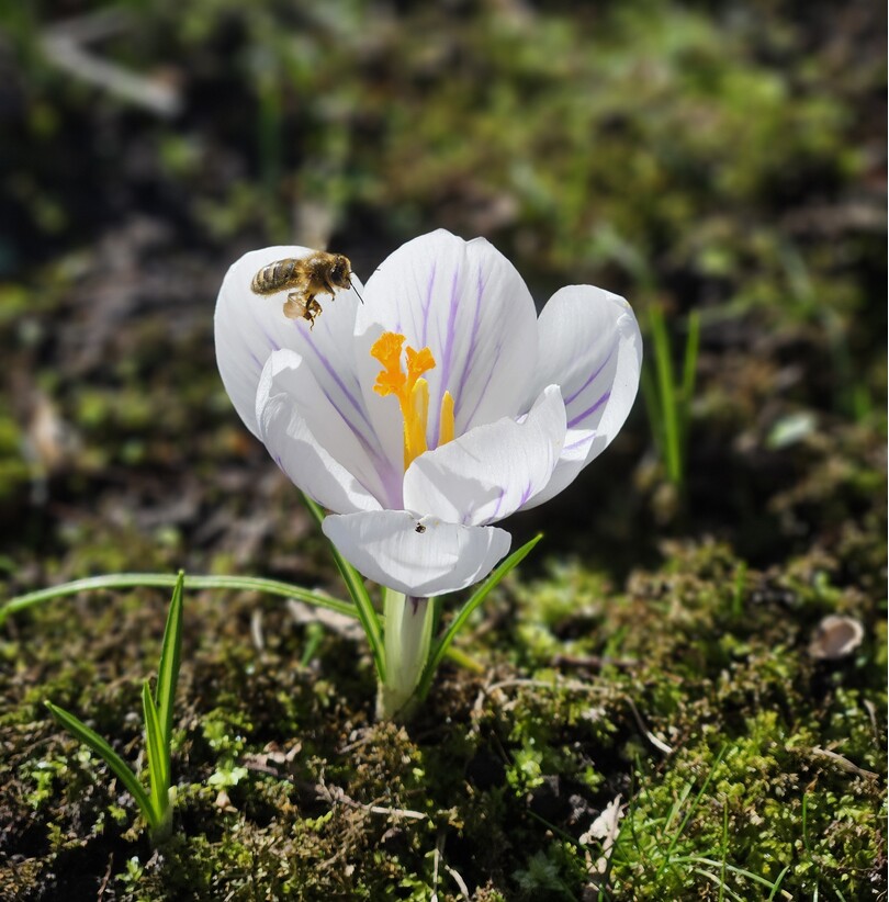 Krokus met bij